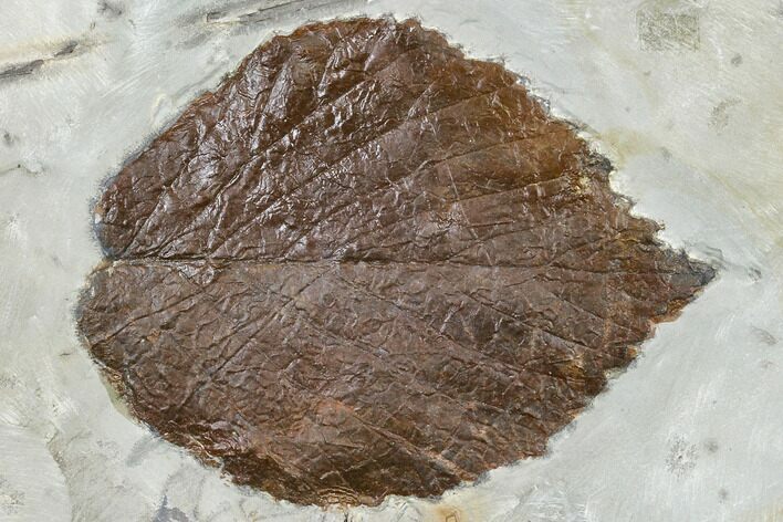 Fossil Leaf (Davidia) - Montana #113258